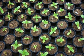 GIY Seedlings